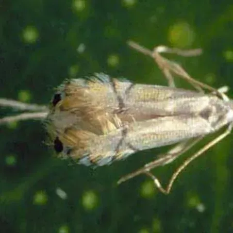 thumbnail for publication: Citrus Leafminer, Phyllocnistis citrella Stainton (Insecta: Lepidoptera: Phyllocnistinae)